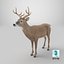 White-Tailed Deer 3D model