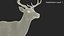 White-Tailed Deer 3D model