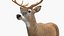 White-Tailed Deer 3D model