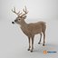 White-Tailed Deer 3D model