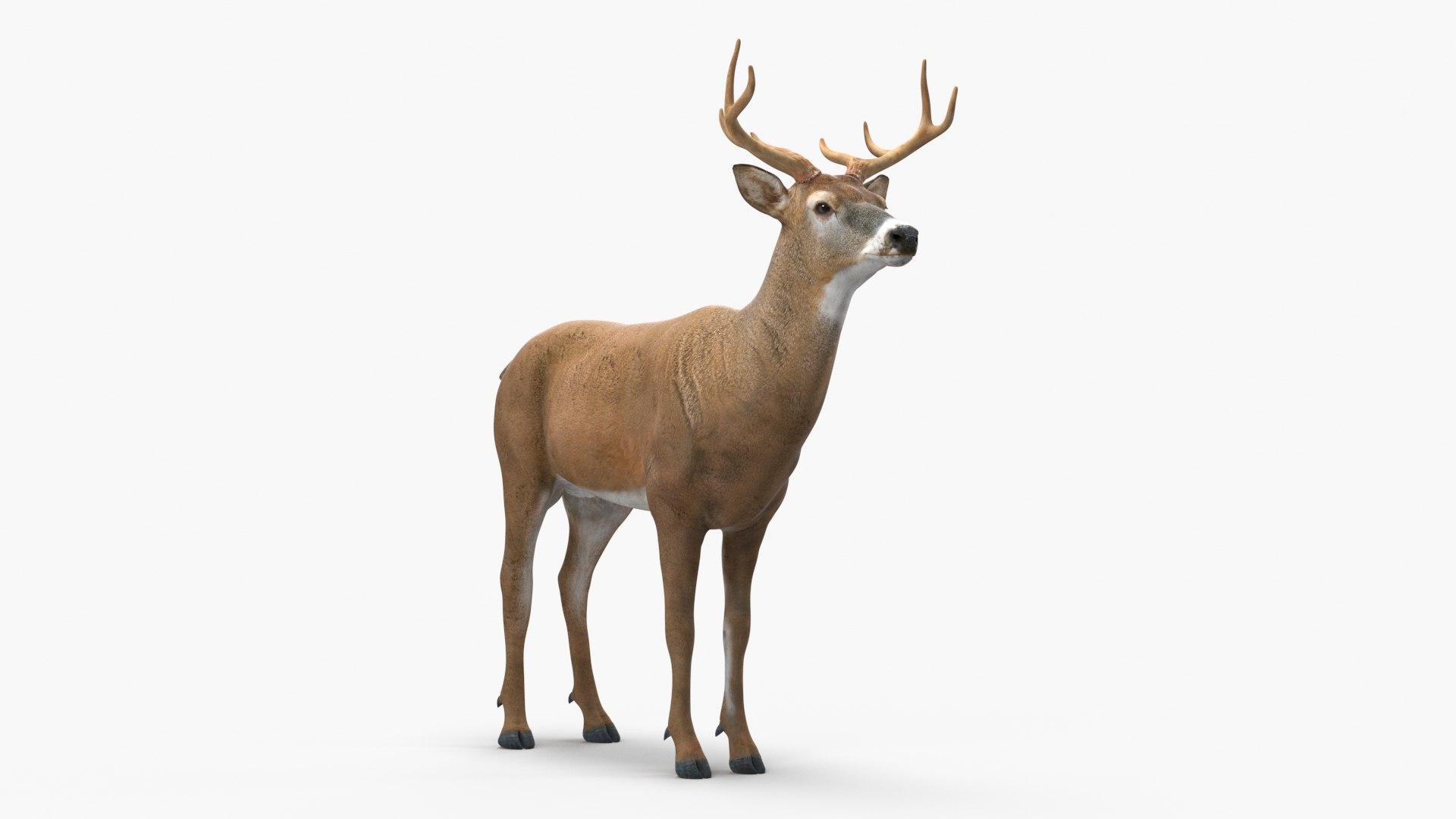 White-Tailed Deer 3D model https://p.turbosquid.com/ts-thumb/PD/OSpA4L/Tb/whitetailed_deer_002/jpg/1743478041/1920x1080/fit_q87/c6f644f60bb14ac233b4a9622df45e02413bfcc0/whitetailed_deer_002.jpg