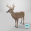 White-Tailed Deer 3D model