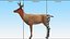White-Tailed Deer 3D model