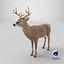 White-Tailed Deer 3D model