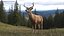 White-Tailed Deer 3D model