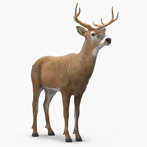A deer / 鹿 鹿3Dモデルダウンロード用。TurboSquid