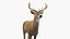 White-Tailed Deer 3D model