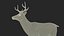 White-Tailed Deer 3D model