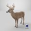 White-Tailed Deer 3D model