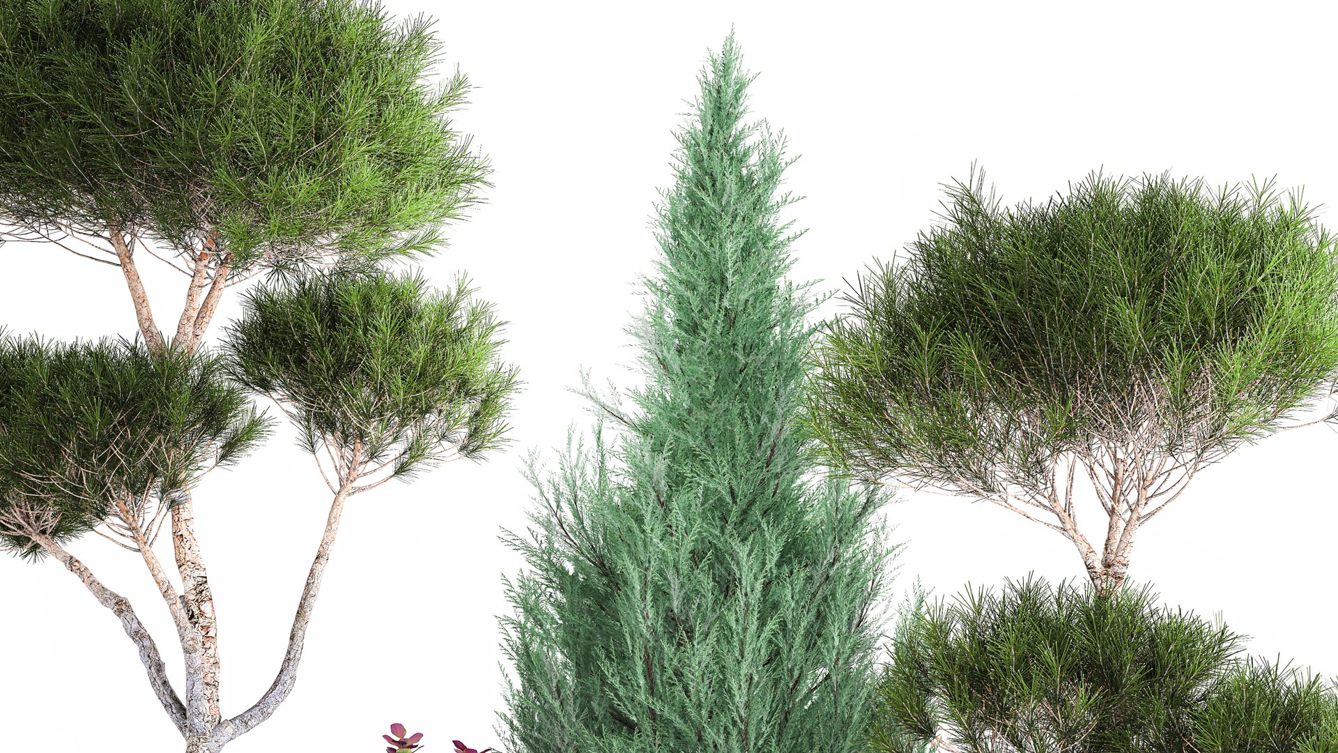 Garden Of Nivaki Thuja Juniper And Barberry 1178 3D Model - TurboSquid ...