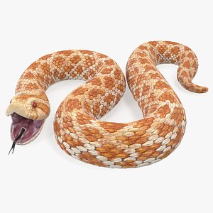 Beige Hognose Snake Attack Pose