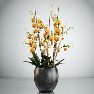 orchid 3D model