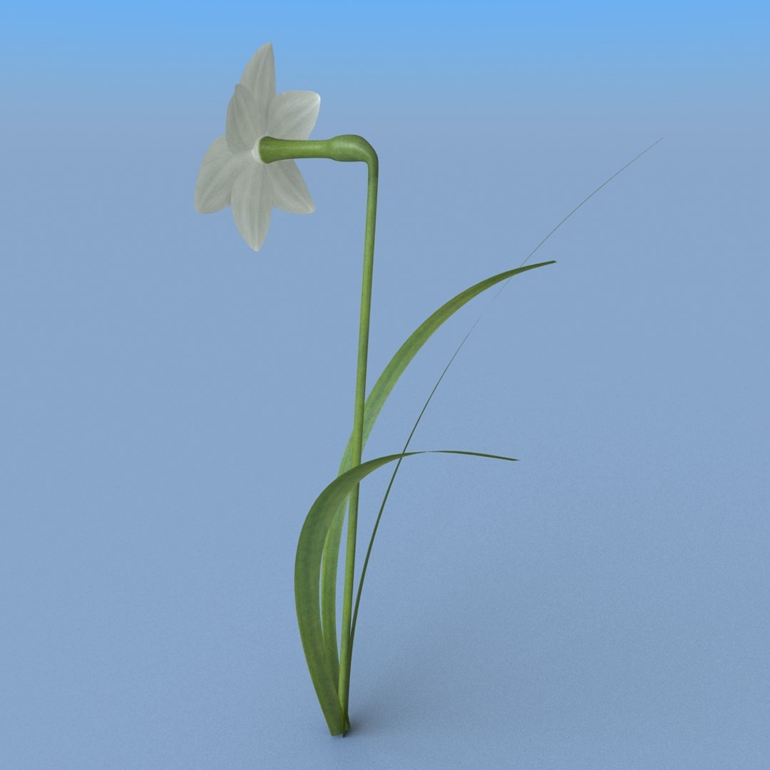3ds Max Narcissus Flower