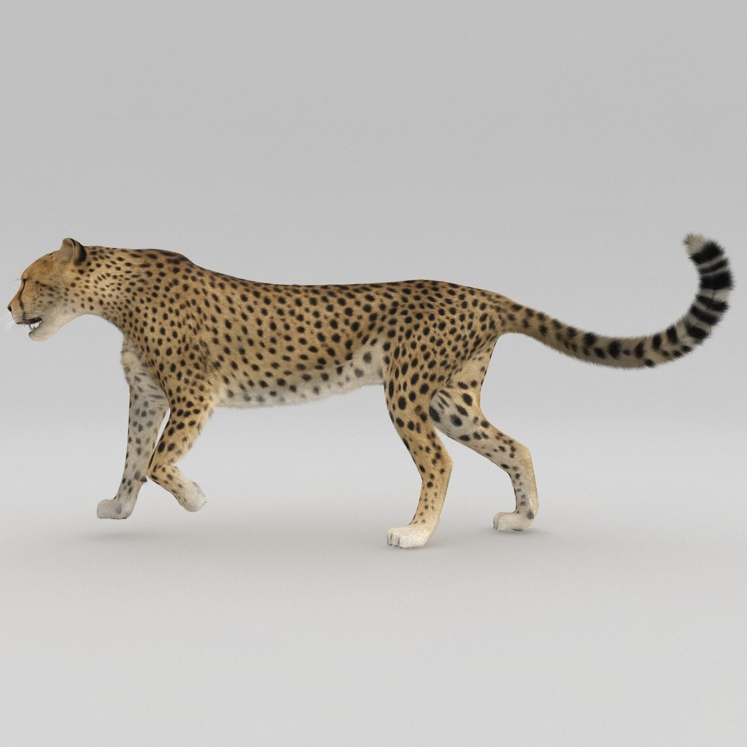 cheetah 2 pose 1 3d model https://p.turbosquid.com/ts-thumb/PD/ry4SrY/Ob8XRdze/cheetah2pose1fur_17/jpg/1411049744/1920x1080/fit_q87/3c2f943390c1036bacfb74052925524aa23b3f10/cheetah2pose1fur_17.jpg