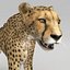Cheetah 2 Pose 1 Fur