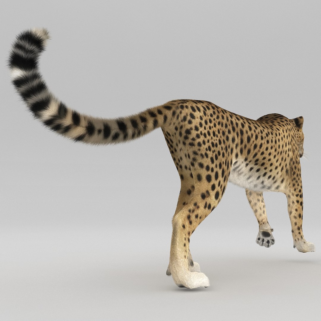 cheetah 2 pose 1 3d model https://p.turbosquid.com/ts-thumb/PD/ry4SrY/iqBhoG2U/cheetah2pose1fur_26/jpg/1411049809/1920x1080/fit_q87/27d41ae69dc635602c158803fab6db09898ee1d8/cheetah2pose1fur_26.jpg