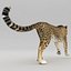 Cheetah 2 Pose 1 Fur