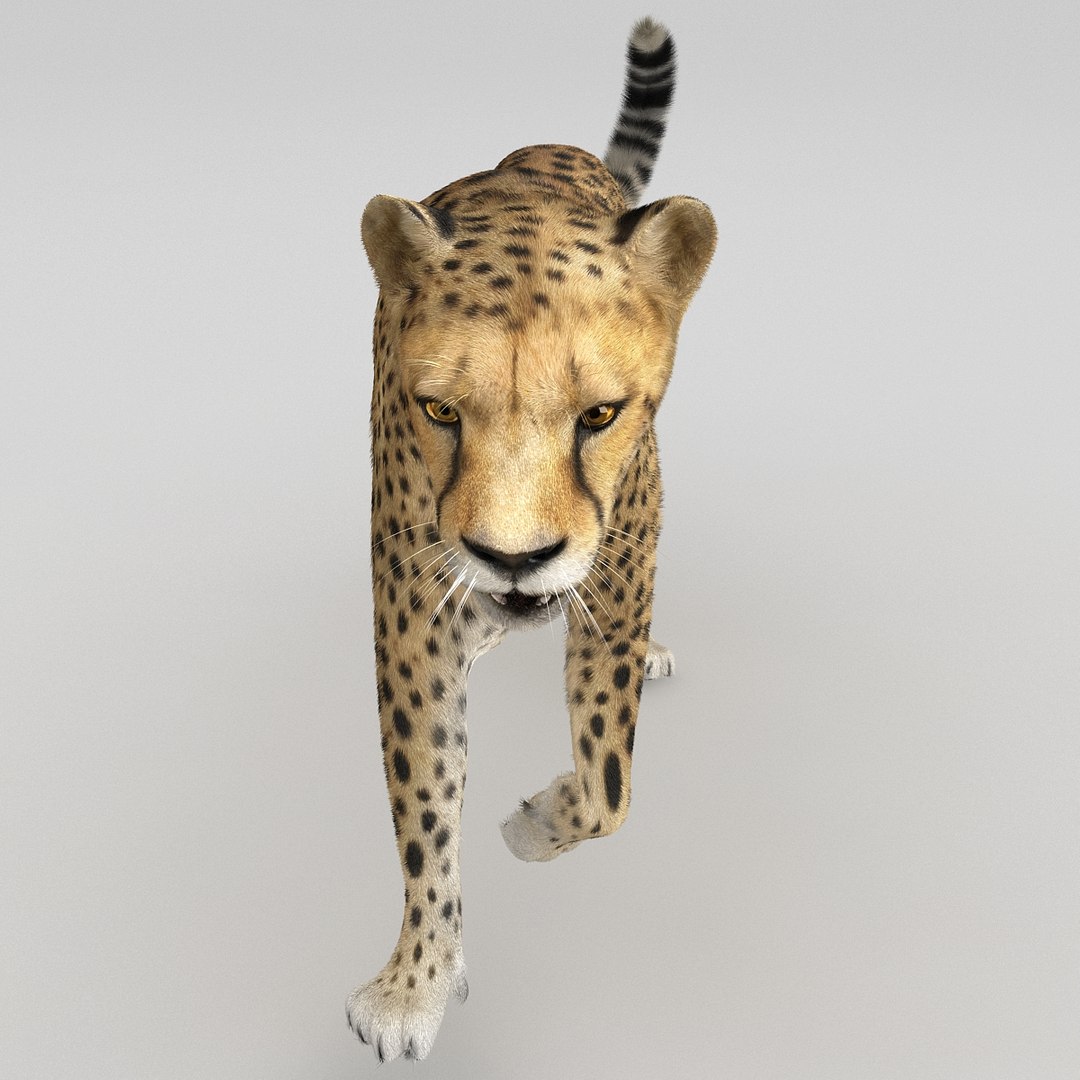 cheetah 2 pose 1 3d model https://p.turbosquid.com/ts-thumb/PD/ry4SrY/kYTL5c1Y/cheetah2pose1fur_15/jpg/1411049740/1920x1080/fit_q87/107e5cf6c0859c4d8979f15a2c48039c27f1b8c4/cheetah2pose1fur_15.jpg