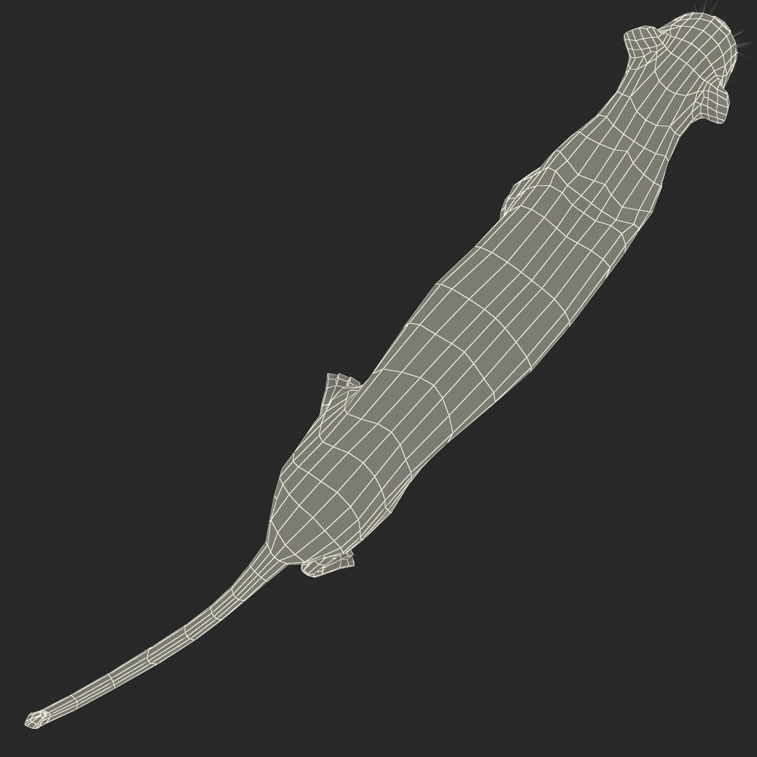 cheetah 2 pose 1 3d model https://p.turbosquid.com/ts-thumb/PD/ry4SrY/xrkOP0kk/cheetah2pose1fur_10/jpg/1411049731/1920x1080/fit_q87/e45dfe368448007562e7b54fdf6d55dc138fc031/cheetah2pose1fur_10.jpg