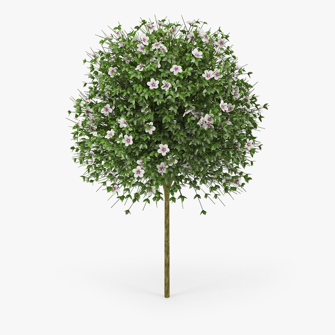 Hibiscus 3D Model - TurboSquid 1321153