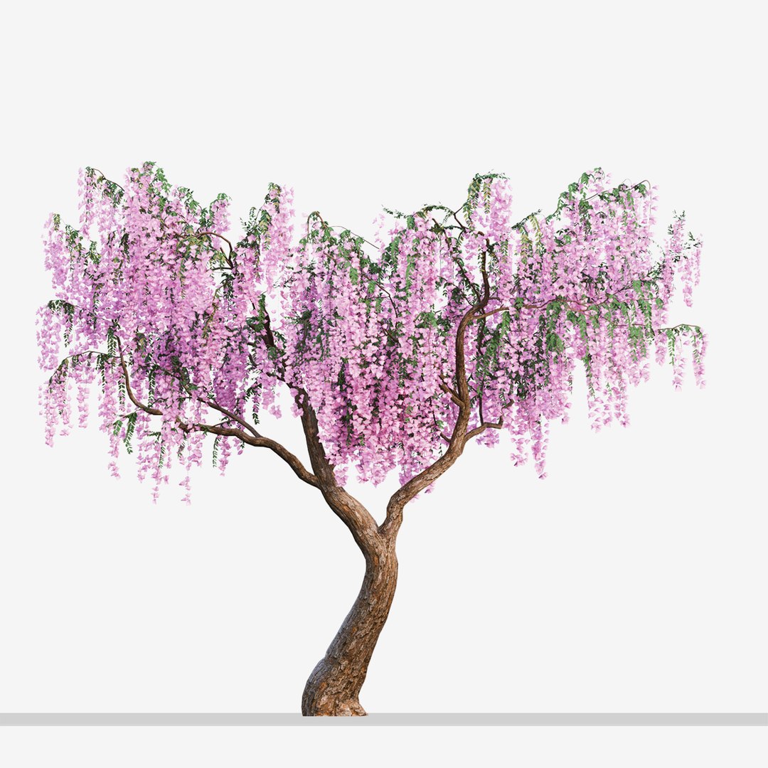 Set Of Flowering Wisteria Or Wisteria Sinensis Tree 2 Trees 3D