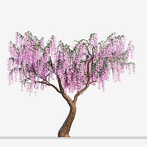 Set of Flowering Wisteria or Wisteria sinensis Tree - 2 Trees 3D
