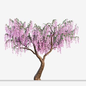 Set of Flowering Wisteria or Wisteria sinensis Tree - 2 Trees