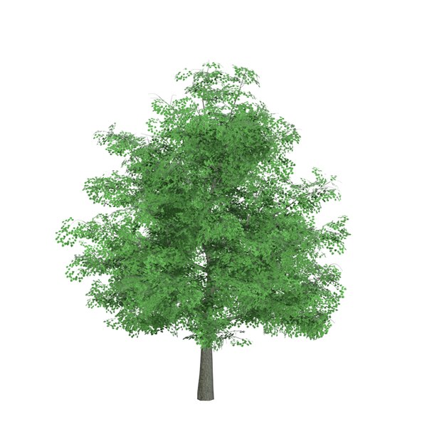 3D model trees summer autumn - TurboSquid 1692912