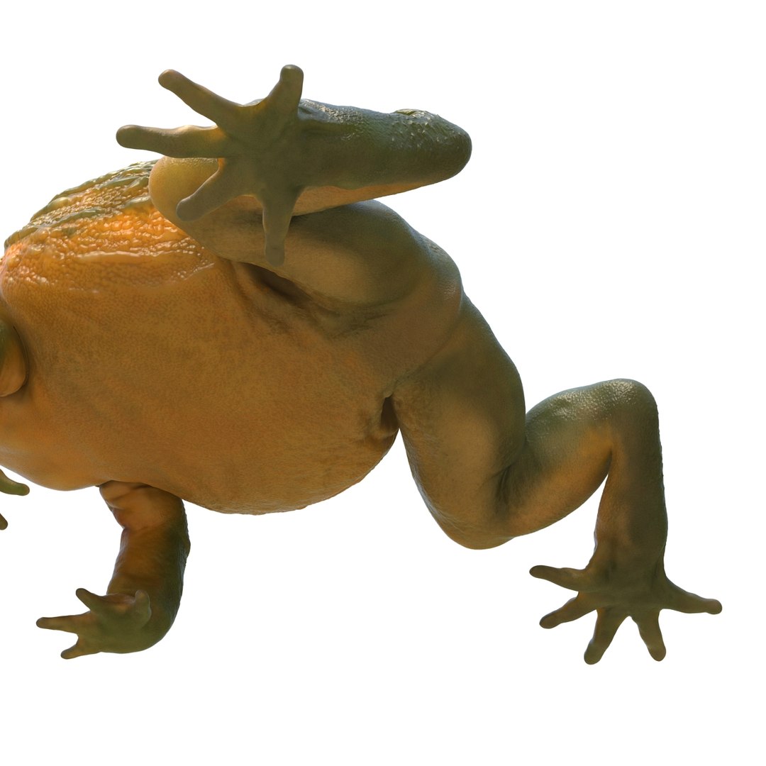Ma African Bullfrog Rigged
