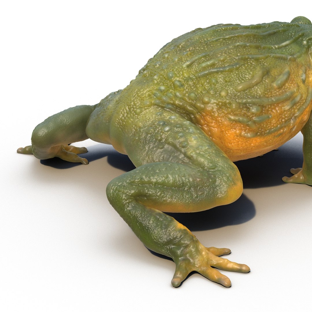 Ma African Bullfrog Rigged