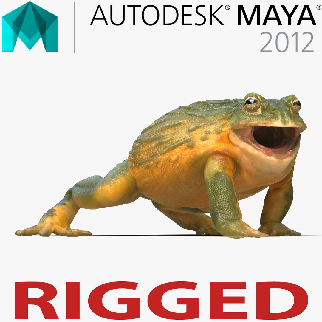 African Bullfrog Rigged for Maya 3D model preview
