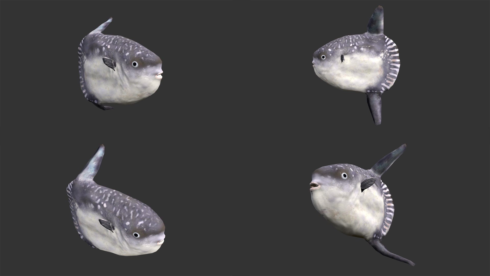 fish 4 games 3D https://p.turbosquid.com/ts-thumb/PE/bQK4Ms/JxTnQlkH/_0027__0015_layer2/jpg/1537605013/1920x1080/fit_q87/255716617fa0c03807eeae01cbe99b5073ce3aa9/_0027__0015_layer2.jpg