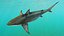 3D Pigeye Shark or Java Shark Rigged for Maya