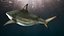 3D Pigeye Shark or Java Shark Rigged for Maya
