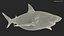 3D Pigeye Shark or Java Shark Rigged for Maya