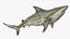 3D Pigeye Shark or Java Shark Rigged for Maya