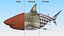 3D Pigeye Shark or Java Shark Rigged for Maya