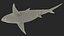 3D Pigeye Shark or Java Shark Rigged for Maya