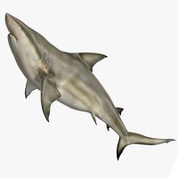 Pigeye Shark or Java Shark Rigged for Maya