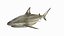 3D Pigeye Shark or Java Shark Rigged for Maya