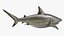 3D Pigeye Shark or Java Shark Rigged for Maya