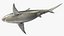 3D Pigeye Shark or Java Shark Rigged for Maya