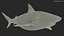 3D Pigeye Shark or Java Shark Rigged for Maya