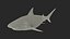 3D Pigeye Shark or Java Shark Rigged for Maya