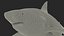 3D Pigeye Shark or Java Shark Rigged for Maya
