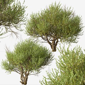 3D Set of Olive or European olive Tree