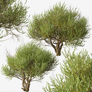Set of Olive or European olive Tree