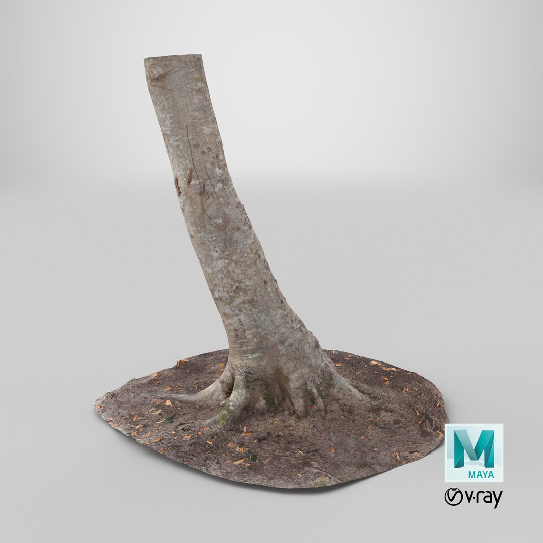 Scanned Forest Tree Trunk 07 StemCell model https://p.turbosquid.com/ts-thumb/PE/o3AtV2/Yd/stemcell_maya_vray_render/png/1729530275/1920x1080/fit_q87/db8691d9deb41f917ec7bad9ce5f196dde6a7501/stemcell_maya_vray_render.jpg