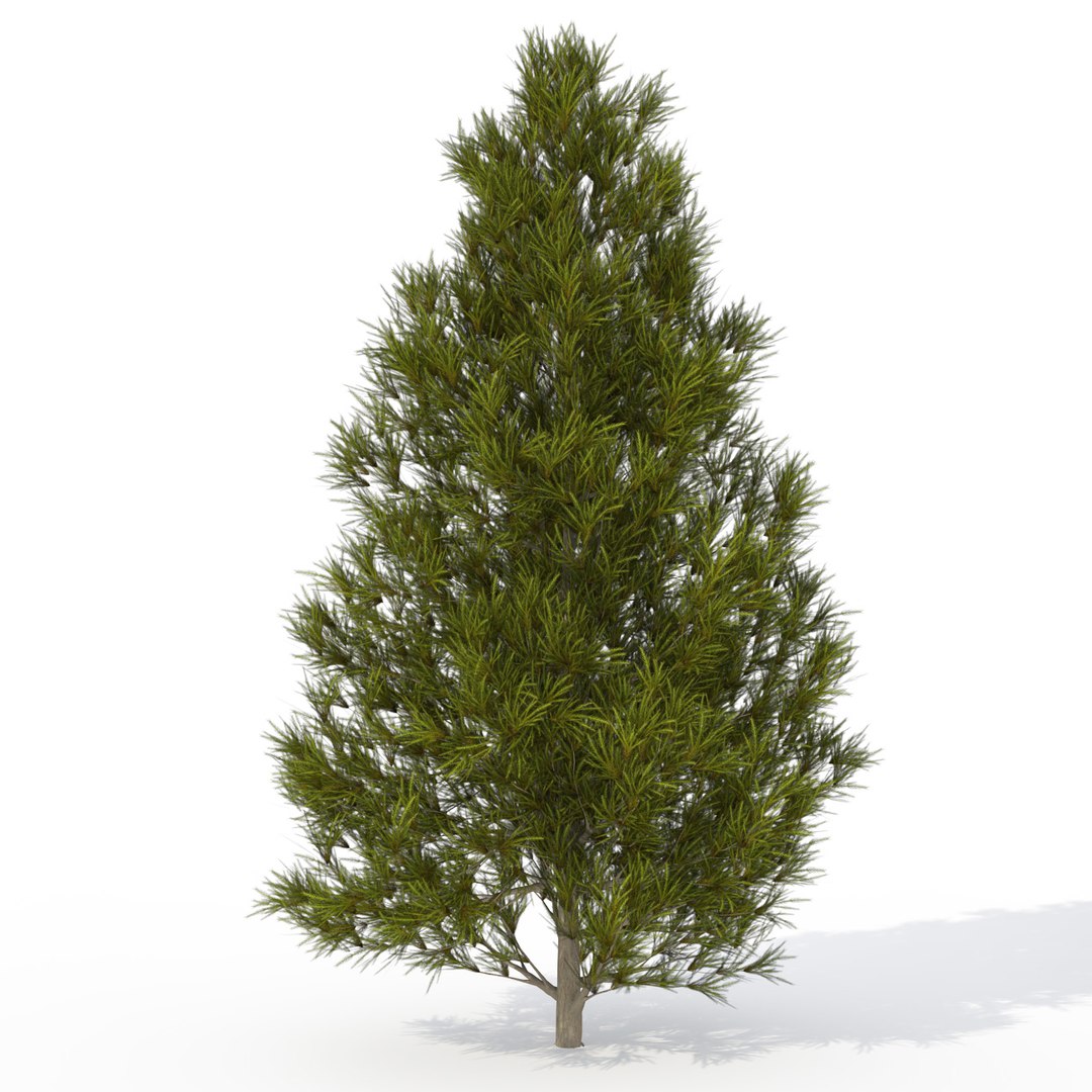 3ds max japanese trees japan dvd https://p.turbosquid.com/ts-thumb/PE/pMyrQG/2twzxXFM/ja06yjapanesecedar/jpg/1462561558/1920x1080/fit_q87/9c6ff0578cec4532f7bdeda38c39755195615e23/ja06yjapanesecedar.jpg