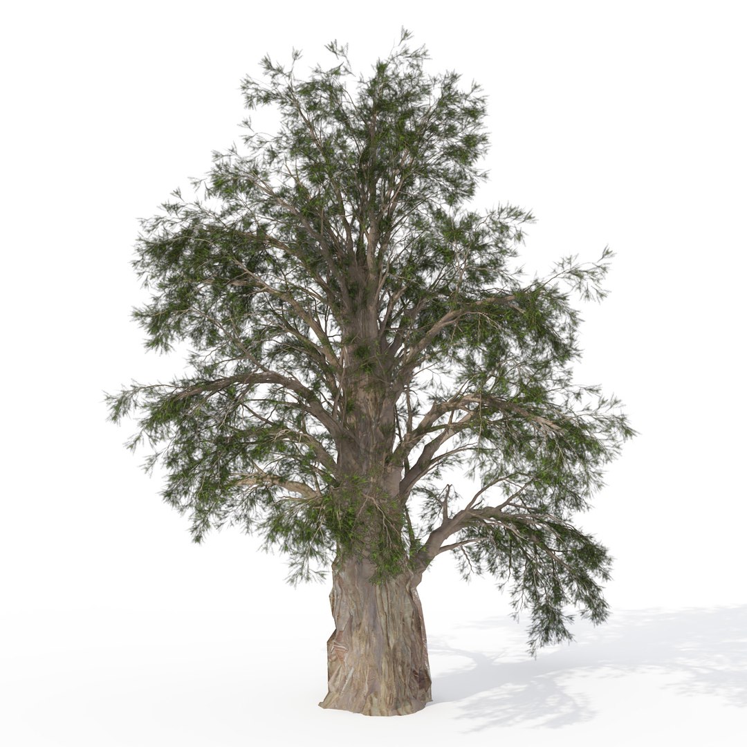 3ds max japanese trees japan dvd https://p.turbosquid.com/ts-thumb/PE/pMyrQG/SaJTnA6d/ja09atemplejuniper/jpg/1463524197/1920x1080/fit_q87/c2533f0a804810ccb112af56baa99c854eece831/ja09atemplejuniper.jpg